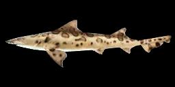 LEOPARD SHARK