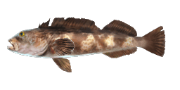 LINGCOD