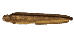 MONKEYFACE EEL