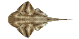 PACIFIC ANGEL SHARK