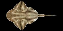 PACIFIC ANGEL SHARK