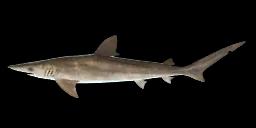 PACIFIC SHARPNOSE SHARK