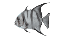 PACIFIC SPADEFISH