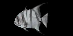 PACIFIC SPADEFISH