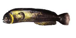 PROWFISH