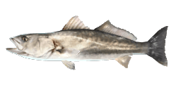 SHORTFIN CORVINA