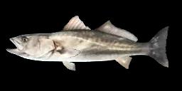 SHORTFIN CORVINA