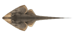 SHOVELNOSE GUITARFISH