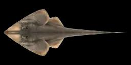 SHOVELNOSE GUITARFISH