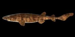 SWELL SHARK