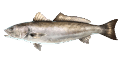 WHITE SEABASS