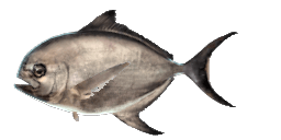 ATLANTIC POMFRET