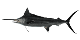 GIANT BLACK MARLIN