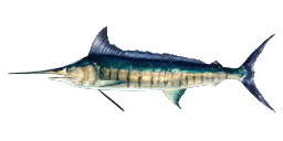 STRIPED BLUE MARLIN