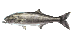 BLUEFISH