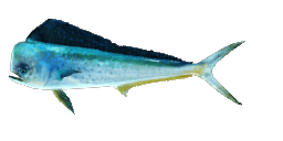 MAHI-MAHI