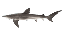 HUMAN'S WHALER SHARK