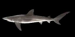 HUMAN'S WHALER SHARK