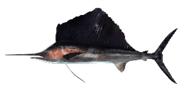 SAILFISH