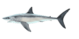 LONGFIN MAKO