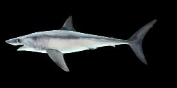 LONGFIN MAKO