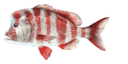 RED STUMPNOSE SEABREAM