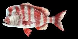 RED STUMPNOSE SEABREAM