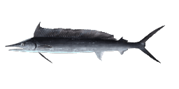 SHORTNOSED SPEARFISH