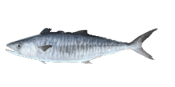 SPANISH MACKEREL