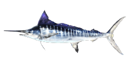 BARRED MARLIN