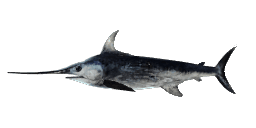 BROADBILL SWORDFISH