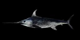 BROADBILL SWORDFISH