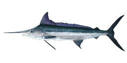 ATLANTIC WHITE MARLIN