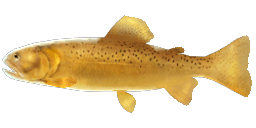 APACHE TROUT