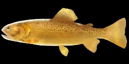 APACHE TROUT