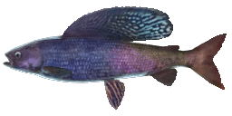 SAILFIN ARCTIC GRAYLING