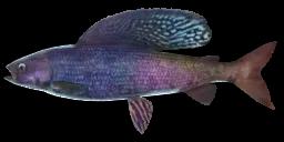 SAILFIN ARCTIC GRAYLING