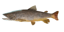 COLORADO BROWN TROUT