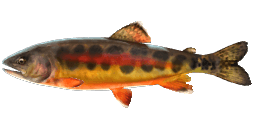 COLORADO GOLDEN TROUT