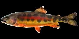 COLORADO GOLDEN TROUT