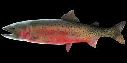 CUTBOW TROUT