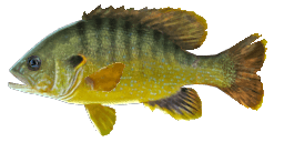 GREEN SUNFISH