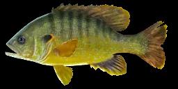 GREEN SUNFISH