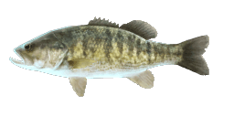 GUADALUPE BASS