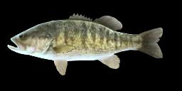 GUADALUPE BASS