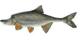 HUMPBACK CHUB