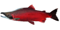 KOKANEE SALMON