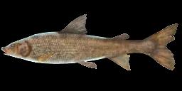 MOUNTAIN WHITEFISH