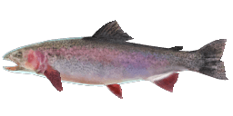 COLORADO RAINBOW TROUT