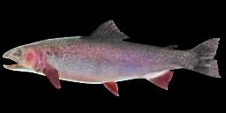 COLORADO RAINBOW TROUT